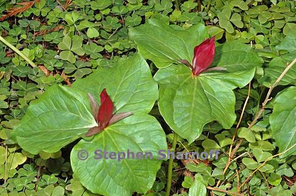 trillium chloropetalum 7 graphic